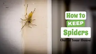 3 Ways to Keep Spiders Out of Your House | The Guardians Choice