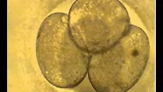 Assessment of a Cleavage Stage Embryo