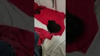 Limp Biscuit chasing her tail