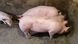 Немного свиней