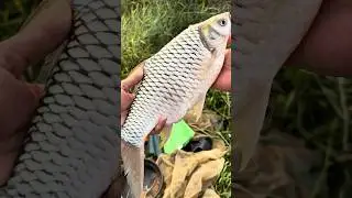 Lần đầu c&acirc;u c&aacute; d&iacute;nh m&egrave; vinh khủng! #cauca #fishing #shorts