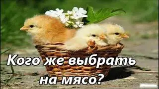 Broiler or meat chicken breeds - which is better for meat?