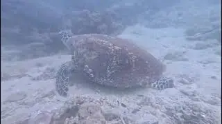 les murènes de pattaya avec www.voyageplongeealacarte.com 