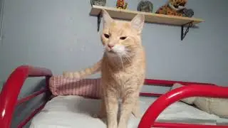 F.P.O.E (Feline Protectors Of Earth) show off their superpowers.   plus a bonus video.