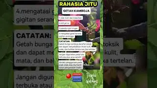 rahasia getah kamboja #shortsviral #tipspraktis #ilmurumahtangga