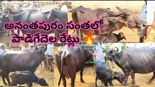 అనంతపురం సంతలో పాడిగేదెల రేట్లు ఏ విధంగా ఉన్నాయో చూడండి #buffalo #dairyfarm 