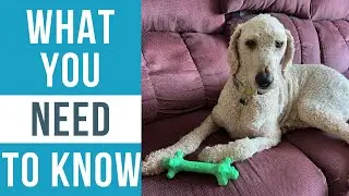 Обзор: Нейлоновая палочка для чистки зубов Pet Qwerks BarkBone
