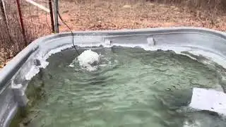 Trying to keep the water from freezing #cow #cattleranch #Sustainability #￼
