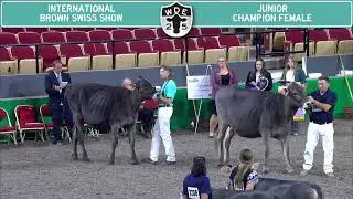 316, 317 Brown Swiss Junior & Reserve Junior Champion Female