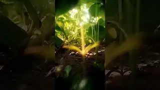 farming reels ❤️🌍 #song​ #farming​ #khetibadi​ #dailyshorts​ #virulshorts​