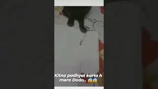 Dodo pen or copy k 🤔 👀 k sath busy h....#funny #puppy