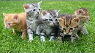 Cute Animals Ncs Background Music | Cute Animals Funny Videos