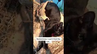 Когда у тебя есть и кот, и ящерица 🐱🦎🤣#питомцы #кошки #ящерица #смешно #животные