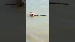 Momo swimming