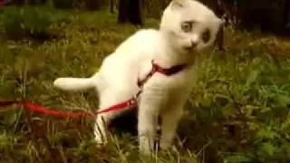 Kitten is VERY shocked after eating grass