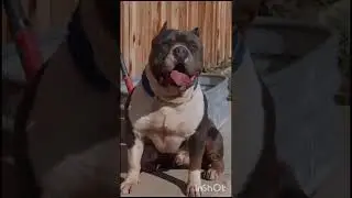 3 esha dog breed jo family protection ke liye sabse khatarnak hai #pitbull #germanshepherd #dogbreed