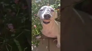 Smileeeeee🤣#dogs #dogsvideos #doglovers #dogmom #dogwalking #dogfeatures