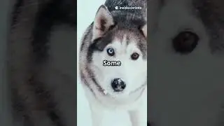 why do dogs have different eyes  #viral #dog  #CanineGenetics #DogLovers #blueeyes  #ytshorts #fyp