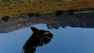 Eagle attack drone