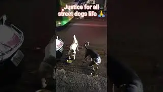 #savedogslife #feedingstreetdogs #likeandsubscribe #justicefordogs #dogslife #dogsofyoutube #doglove