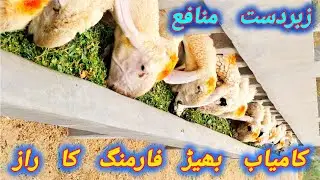 successful modern sheep farming in Pakistan #sheepfarming