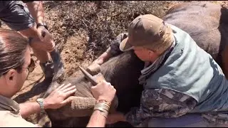 Buffalo Satellite Collaring