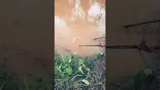 k&iacute;ch c&aacute; r&ocirc; phi