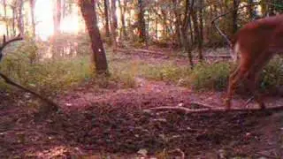 HCO ScoutGuard SG550 trail camera video of wide 7 pointer