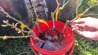 Potting up the worst bareroot roses and Saruga persimmon trees