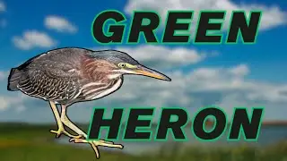 This Clever Green Heron Finds Its Personal Pond