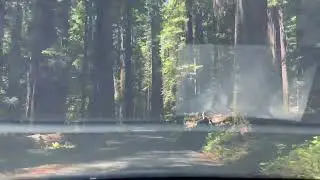 Avenue of Giants - Mattole Road