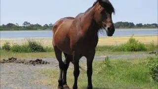 Photographs of Virginia, wild ponies, Assateague Island, Chincoteague Island