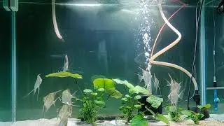 Update on tank raised Rio Orinoco altum angel fish eating ROYAL MENU size XL