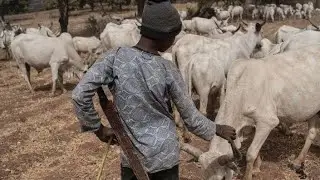 Traditional Rulers Collect Money From Us Allowing Us In - Fulani Boy Alleged  #fulaniherdsmen