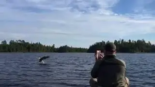 Lac La Croix - Eagle Fishing