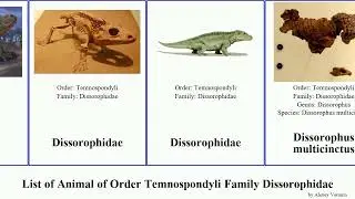 List of Animal of Order Temnospondyli Family Dissorophidae featuring Anakamacops Mini Koita Lasso
