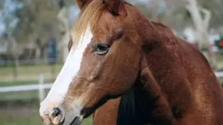 Habitat for Horses | Every horse has a story