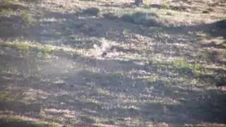 750 yards 243 AI long range.