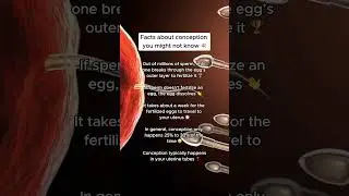 Facts About Conception 🧬