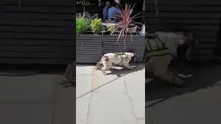 Explosive Search Dog Training in the City of London