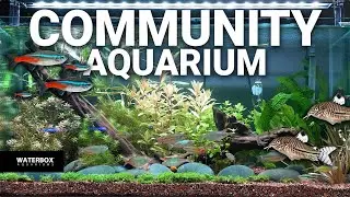 Master the Art of Community Planted Aquarium | Beginner's Guide!