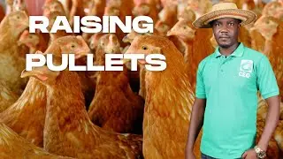 How to Raise Layers Poultry Birds (Beginners Guide)