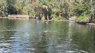 Swim @ Swim at Wekiwa Springs State Park