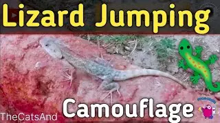 Lizard Jumping & Camouflage | Lizard Camo Facts. #lizard #camouflage #pets @TheCatsAnd