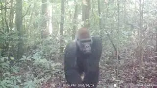 Camera trap snap: Silverback gorilla in Cameroon