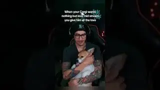 When your corgi wants attention while you're streaming on Twitch #corgi #streamer #shorts