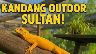 GA SAMPE 10RB BIKIN KANDANG IGUANA NYAMAN ALA SULTAN!