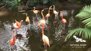 Flamingo Courtship