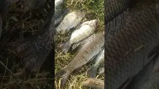 Rahu Tiger jalebi bite fish# Indian fishing Irfan