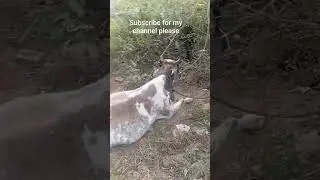 my daily life vlog cow routine#keshavwazirpurawala #cow #trendingvlogs #animals #cow